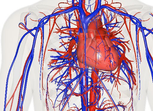 An image of heart and blood vessles; veins are blue and arteries are red